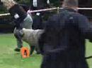 Sarplaninac - Klupska izlozba Litomerice 2008, Ceska Rep.