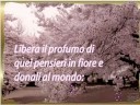 UN FIORE PER TE