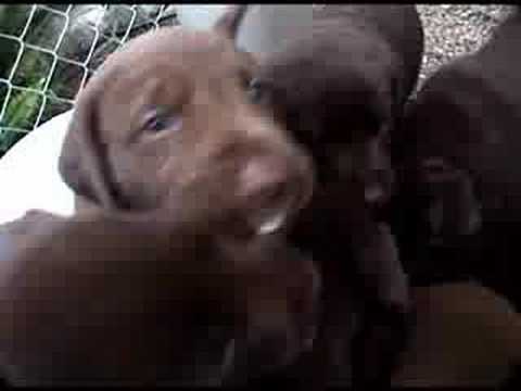 Chocolate Lab puppies