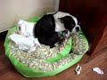 Guilty Boston Terrier - Scooter