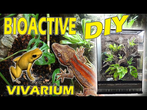 YouTube reptile video