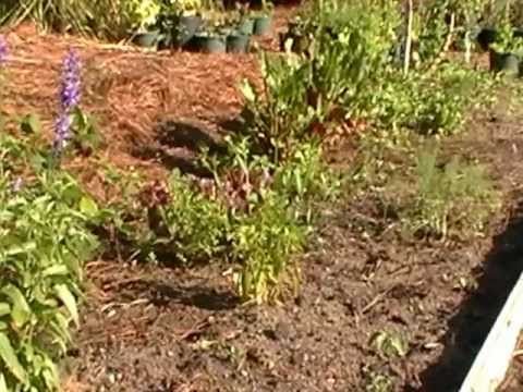 how to transplant goldenrod