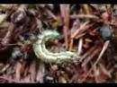 Forest ant frenzy