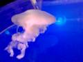 videos de Sea Nettle Jellyfish