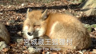 宮城蔵王狐狸村