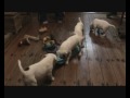 Churchills American Bulldogs -  ' F ' Litter - Nov 2009
