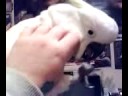 Cookie having a scratch