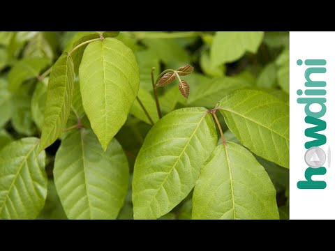 how to relieve itchy poison ivy
