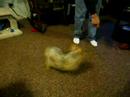 Sophie spinning
