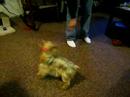 Sophie spinning