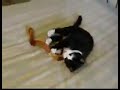 CAT kills SNAKE! \"Squeaky\" vs reptile CAT kills SNAKE! \"Squeaky\" vs reptile