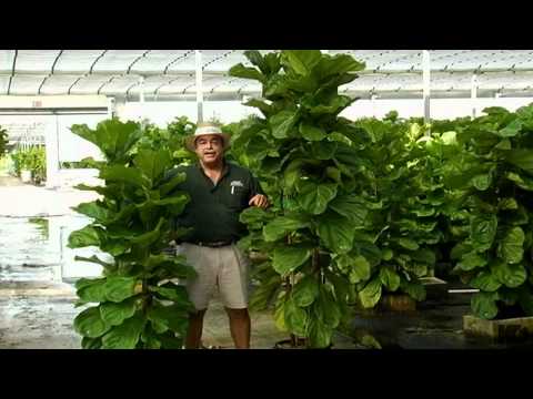 how to care for ficus lyrata