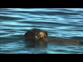 The Precious Sea Otter (original narration by Randall)