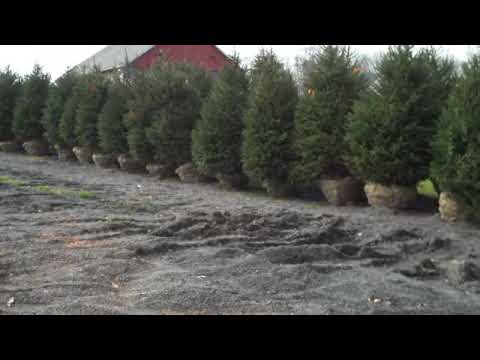 how to fertilize norway spruce