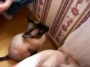 chatons siamois
