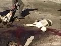 Butchering without anesthesia