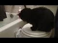 How to give your cat a bath How to give your cat a bath