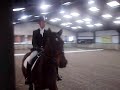 Gambler Dressage Gambler Dressage