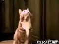 Sprechende Katzen