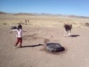 KAMILA CON LA VACA
