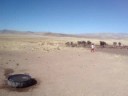 KAMILA CON LA VACA