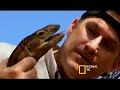Dr. Brady Barr Catches a Deadly Dragon