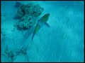 egypt reef.f4v