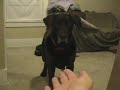 Bonzi vs. Fly