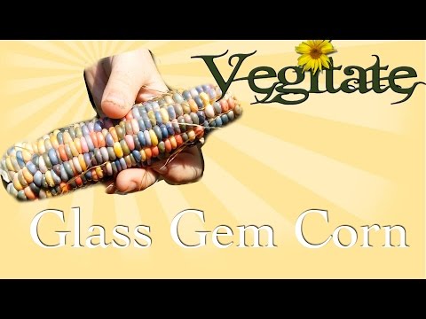 how to harvest gem squash