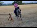 Pony jumping tiny course