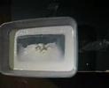 Corn flour + water vibrating using a subwoofer. Frequency going from 50hz to 100hz and back down to 50hz.