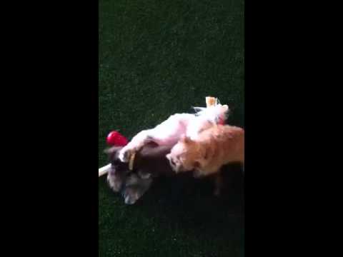 User submitted video