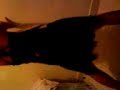 EL GAGGA DE LA GATA EL GAGGA DE LA GATA