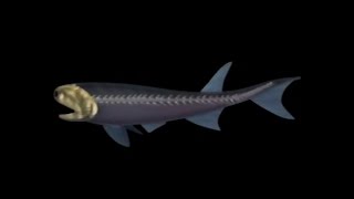 Um pouco sobre a evolução dos Vertebrados.