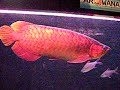 Super Red Arowana ITL (RCF01) Super Red Arowana ITL (RCF01)
