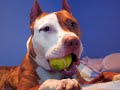 Amstaff - Pitbull : Procès d\ Amstaff - Pitbull : Procès d\