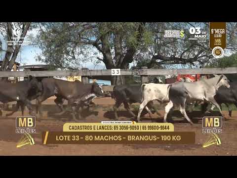 9� MEGA LEIL�O DA MB LEIL�ES