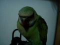 My Namo; Red-breasted Parakeet.