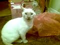 funny cat pushkin
