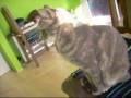 my cat like to watch donna summer concert
