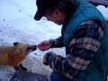 Honor� Godbout et son renard