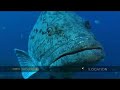 Click here to watch this video Offshore reef attracts different fish