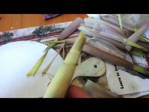 how to harvest bamboo