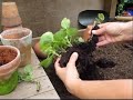 Potting Geranium cuttings