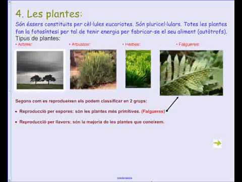 Imatge de previsualització de YouTube