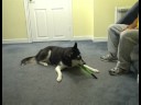 Dog Training - Retrieve Pen!
