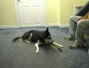 Dog Training - Retrieve Pen!