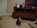 The Fantastical Jumping Kitteh