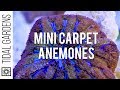Mini Maxi Carpet Anemone Propagation