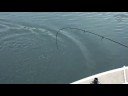 2 year old Hmong BassMaster